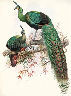 two peacocks sitting on top of a tree branch with their feathers spread out and one is standing next to the other