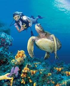 a woman scubas with a sea turtle in the ocean near coral reef, while another person swims close to her