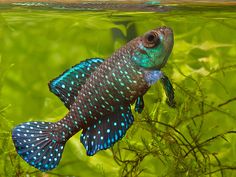 a blue and green fish in an aquarium next to some plants on the side of the water