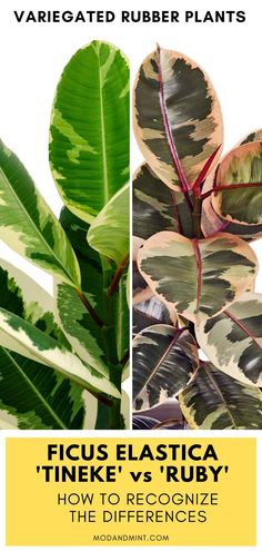 two different types of plants with text that reads, how to recognize the differences between ficus elastica and tinker's ruby