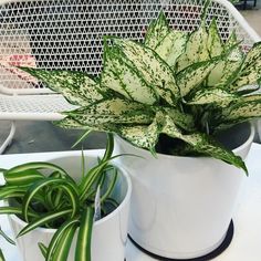 two potted plants sitting on top of a table next to each other in front of a white chair