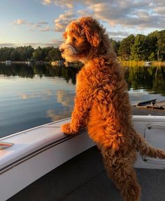 a brown dog standing on the edge of a boat looking out at water and trees