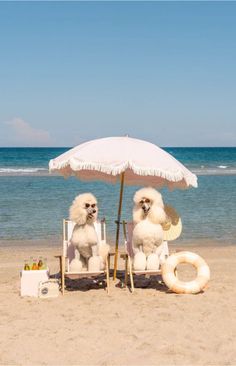 two poodles sitting under an umbrella on the beach