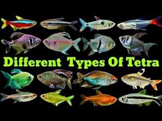 different types of tetra fish are shown in this image with the words, different types of tetra