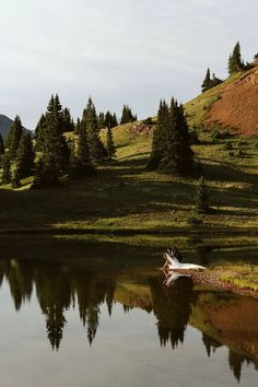 a small lake surrounded by trees and grass