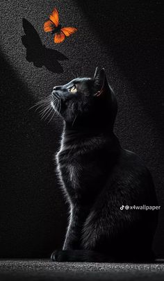 a black cat sitting in front of a butterfly on a dark background with the light coming from behind it