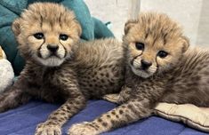 two baby cheetah cubs laying next to each other on a blue blanket with stuffed animals behind them