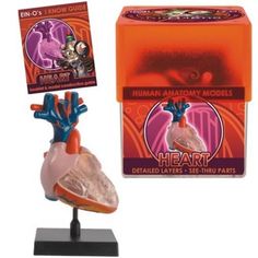 the human heart model is in front of an orange box with cards and magnets on it