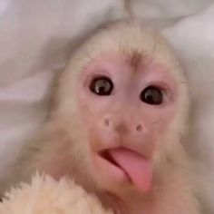 a monkey with its tongue hanging out next to a stuffed animal