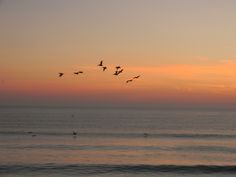 a flock of birds flying over the ocean at sunset