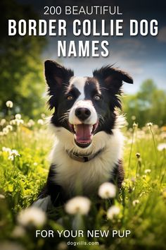 a border collie dog sitting in the grass with its tongue out and it's mouth open