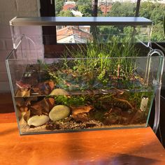 an aquarium filled with plants and rocks on top of a wooden table