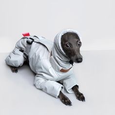 a small dog dressed up like an astronaut is laying on the floor wearing a space suit