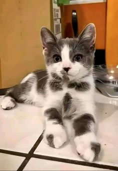 a small kitten sitting on top of a white tile floor