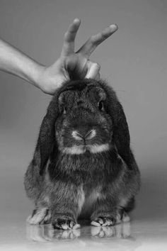 a black and white photo of a rabbit being petted