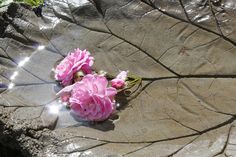 two pink flowers sitting on top of a leaf