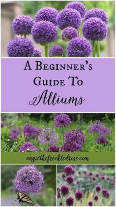 the beginner's guide to alliums with pictures of flowers and butterflies