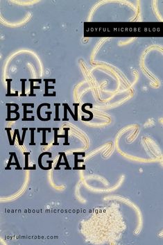 a book cover with the words life begins with algae in black and white letters on it