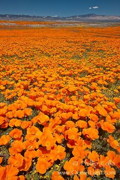 a field full of orange flowers with mountains in the background