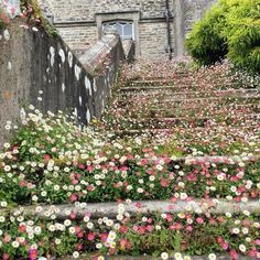 flowers are growing on the steps leading up to an old building