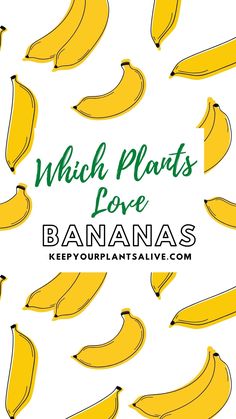 bunches of bananas with the words which plants love banana's