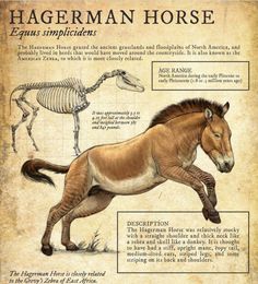 a horse is shown in this diagram with its skeleton and other things to know about it