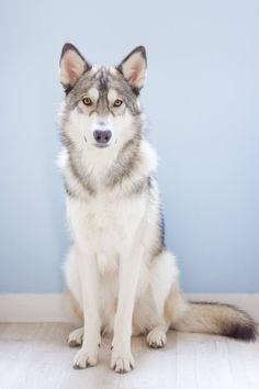 a husky dog sitting on the floor in front of a wall and looking at the camera