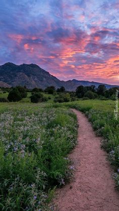 a dirt path leading through a lush green field under a purple and blue sky at sunset