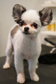 a small white and brown dog standing on top of a black table next to a hair dryer