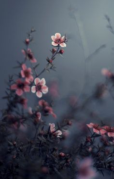 some pink flowers are in the dark and blurry photo with an overcast background