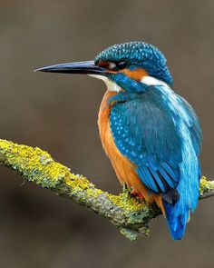 a blue and orange bird is perched on a branch