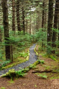 a path in the middle of a forest with moss growing on it's sides