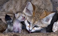 two small kittens are playing in the dirt and rocks, one is looking at the camera with its mouth open