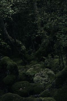 moss covered rocks and trees in the woods at night with light coming from behind them