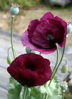 two purple flowers are in a vase on a wooden table with green stems and buds