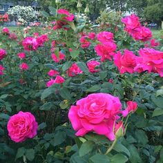 many pink roses are blooming in the garden