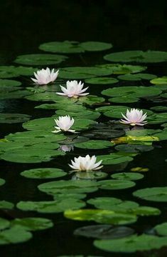 white water lilies floating on top of green leaves