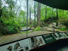 an exhibit in the woods with pictures on display