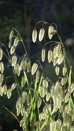 some very pretty looking plants in the grass