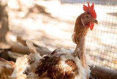 two chickens in a cage with one chicken looking at the camera