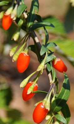 some red berries hanging from a tree branch