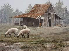 three sheep graze in front of an old barn