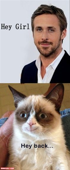 Even Grumpy Cat likes Ryan Gosling