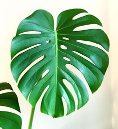 a large green leaf on top of a white wall next to a potted plant