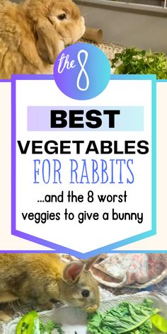 the 8 best veggie tables for rabbits and the 8 worst veggies to give a bunny