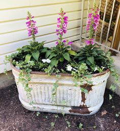 an old planter filled with purple and white flowers