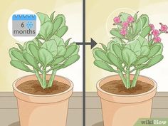 two potted plants with pink flowers in them and the same plant on each side