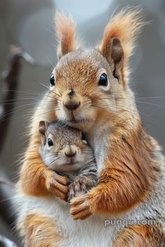 an adult and baby squirrel cuddle together