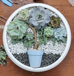 a potted plant with succulents and gravel in it on a table