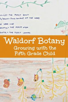 In Waldorf fifth grade curriculum, botany is usually presented in two blocks, one in the fall and one in the spring. Why is this subject structured in this way, and why is botany included in fifth grade specifically? It's all about growing up, and meeting the child where they are in their development. Check out our post to learn more! | waldorfish | waldorf curriculum | waldorf botany 5th grade | waldorf botany dandelion | waldorf botany chalkboard | waldorf botany flower | Botany Science, Teaching Division, Waldorf Teaching, Teaching Lessons Plans, Waldorf Homeschool, Two Blocks